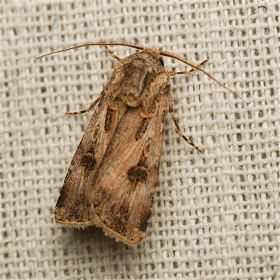 Agrotis munda (Brown Cutworm) at Harrison, ACT - 8 Sep 2025 by DPRees125