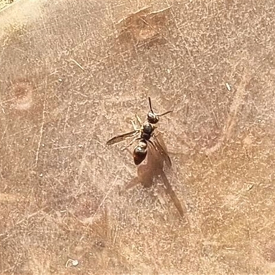 Unverified Wasp (Hymenoptera, Apocrita) at  - suppressed by MazzV
