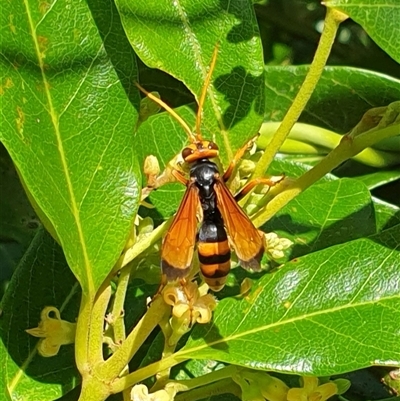 Unverified Potter wasp (Vespidae, Eumeninae) at  - suppressed by MazzV