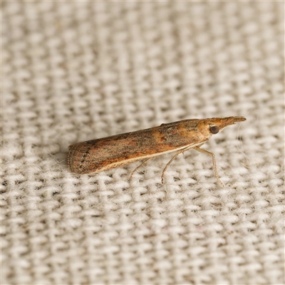 Etiella behrii (Lucerne Seed Web Moth) at Harrison, ACT - 8 Sep 2025 by DPRees125