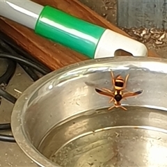 Unverified Potter wasp (Vespidae, Eumeninae) by MazzV