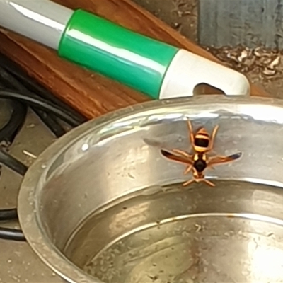 Unverified Potter wasp (Vespidae, Eumeninae) at  - suppressed by MazzV