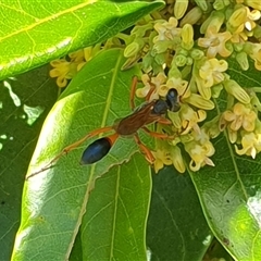 Unverified Wasp (Hymenoptera, Apocrita) by MazzV