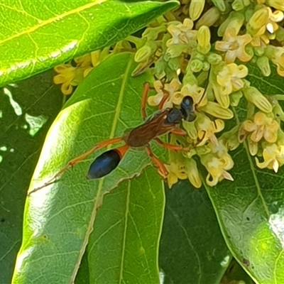Unverified Wasp (Hymenoptera, Apocrita) at  - suppressed by MazzV