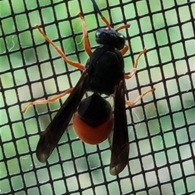 Unverified Wasp (Hymenoptera, Apocrita) at  - suppressed by MazzV