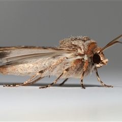 Agrotis radians (Brown Cutworm) at Yarralumla, ACT - 10 Sep 2025 by TimL