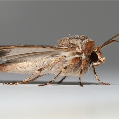 Agrotis radians (Brown Cutworm) at Yarralumla, ACT - 10 Sep 2025 by TimL