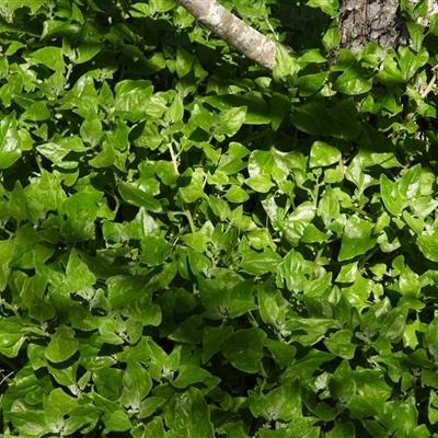 Tetragonia tetragonoides (Native Spinach, New Zealand Spinach) at Woodgate, QLD - 23 Aug 2025 by Gaylesp8