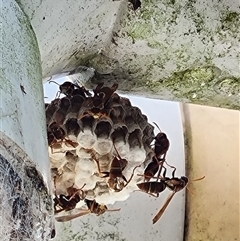 Unverified Social or paper-nest wasp (Vespidae, Polistinae or Vespinae) by MazzV