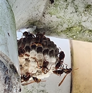 Unverified Social or paper-nest wasp (Vespidae, Polistinae or Vespinae) by MazzV