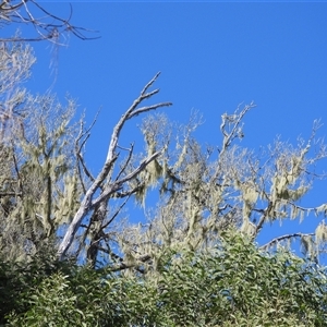 Unverified Lichen at Woodgate, QLD - 23 Aug 2025 by Gaylesp8