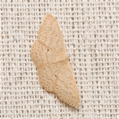Scopula optivata (Varied Wave) at Harrison, ACT - 8 Sep 2025 by DPRees125