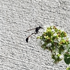 Unverified Wasp (Hymenoptera, Apocrita) by MazzV