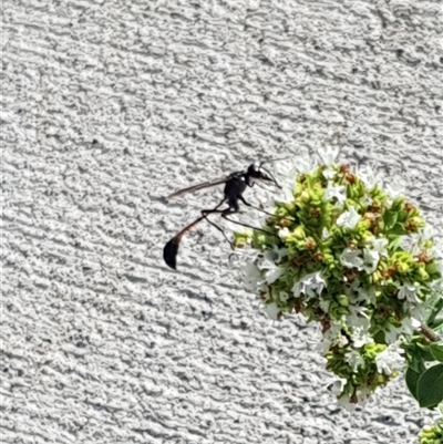 Unverified Wasp (Hymenoptera, Apocrita) at  - suppressed by MazzV