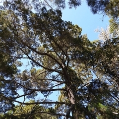 Unverified Conifers at Woodgate, QLD - 23 Aug 2025 by Gaylesp8