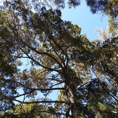Unverified Conifers at Woodgate, QLD - 23 Aug 2025 by Gaylesp8