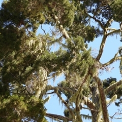 Unverified at suppressed - suppressed