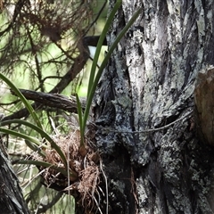 Unverified Orchid at Woodgate, QLD - 23 Aug 2025 by Gaylesp8