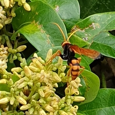 Unverified Wasp (Hymenoptera, Apocrita) at  - suppressed by MazzV