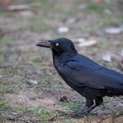 Corvus coronoides (Australian Raven) at Tanja, NSW - 30 Aug 2025 by AlisonMilton