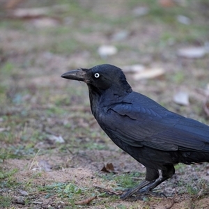 Corvus coronoides (Australian Raven) at Tanja, NSW - 30 Aug 2025 by AlisonMilton
