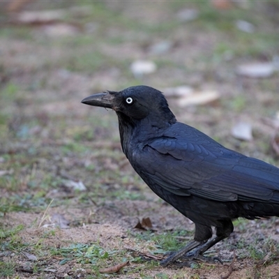 Corvus coronoides (Australian Raven) at Tanja, NSW - 30 Aug 2025 by AlisonMilton