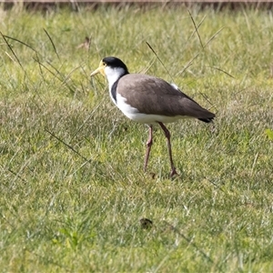 Vanellus miles (Masked Lapwing) at Tathra, NSW - 30 Aug 2025 by AlisonMilton