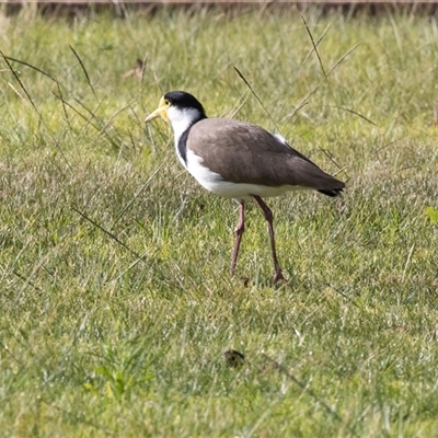 Vanellus miles (Masked Lapwing) at Tathra, NSW - 30 Aug 2025 by AlisonMilton
