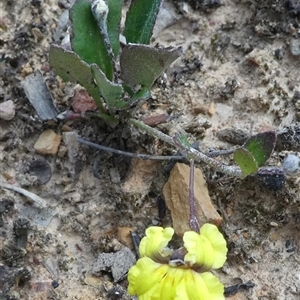 Unverified Other Shrub at Ballyroe, NSW - 9 Nov 2018 by TwoRivers