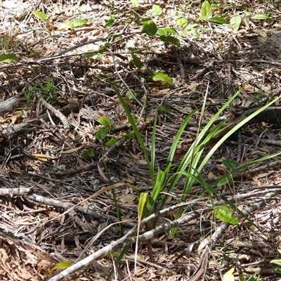 Unverified Orchid at Woodgate, QLD - 23 Aug 2025 by Gaylesp8