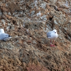 Chroicocephalus novaehollandiae (Silver Gull) at Tathra, NSW - 30 Aug 2025 by AlisonMilton