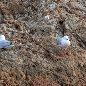 Chroicocephalus novaehollandiae (Silver Gull) at Tathra, NSW - 30 Aug 2025 by AlisonMilton