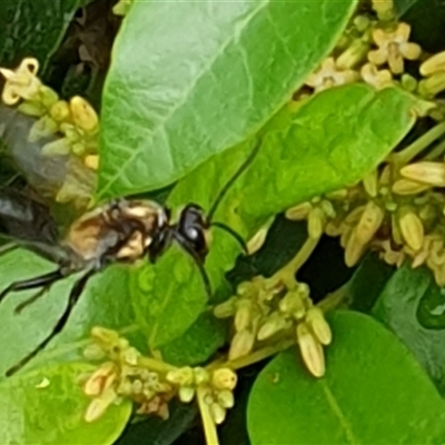 Unverified Wasp (Hymenoptera, Apocrita) at  - suppressed by MazzV
