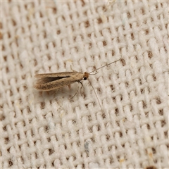 Bedellia somnulentella (Sweet Potato Leaf Miner) at Harrison, ACT - 8 Sep 2025 by DPRees125
