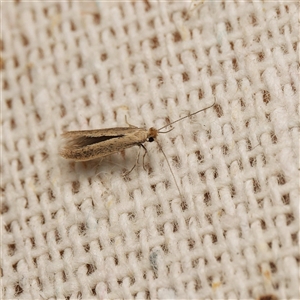 Bedellia somnulentella (Sweet Potato Leaf Miner) at Harrison, ACT - 8 Sep 2025 by DPRees125