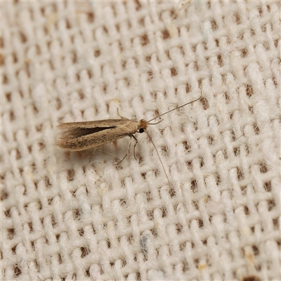 Bedellia somnulentella (Sweet Potato Leaf Miner) at Harrison, ACT - 8 Sep 2025 by DPRees125