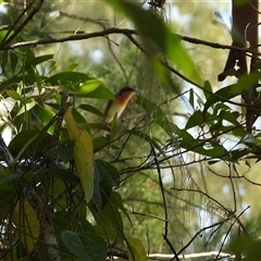 Myiagra rubecula (Leaden Flycatcher) at Woodgate, QLD - 23 Aug 2025 by Gaylesp8