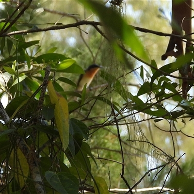 Myiagra rubecula (Leaden Flycatcher) at Woodgate, QLD - 23 Aug 2025 by Gaylesp8