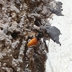 Unverified Wasp (Hymenoptera, Apocrita) by MazzV