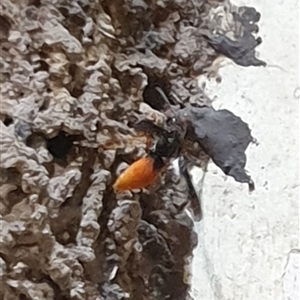 Unverified Wasp (Hymenoptera, Apocrita) by MazzV