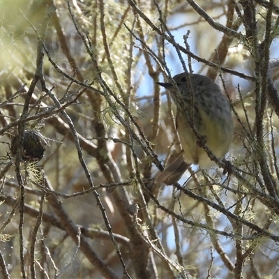 Acanthiza pusilla (Brown Thornbill) at Woodgate, QLD - 23 Aug 2025 by Gaylesp8