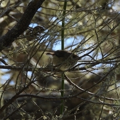 Acanthiza pusilla at Woodgate, QLD - 23 Aug 2025 11:44 AM
