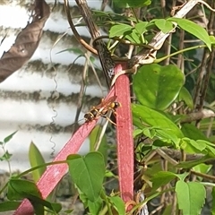 Unverified Potter wasp (Vespidae, Eumeninae) by MazzV