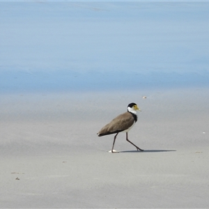 Vanellus miles (Masked Lapwing) at Woodgate, QLD - 23 Aug 2025 by Gaylesp8