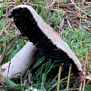 Agaricus sp. (Agaricus) at Dunlop, ACT - 10 Sep 2025 by Jennybach