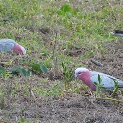Eolophus roseicapilla (Galah) at Woodgate, QLD - 23 Aug 2025 by Gaylesp8