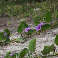 Unverified Plant at Woodgate, QLD - 23 Aug 2025 by Gaylesp8