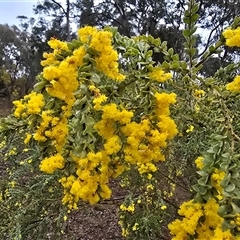 Acacia vestita (Hairy Wattle) at Farrer, ACT - 10 Sep 2025 by Mike