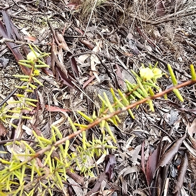 Acacia ulicifolia (Prickly Moses) at Farrer, ACT - 10 Sep 2025 by Mike