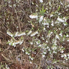 Styphelia fletcheri subsp. brevisepala (Twin Flower Beard-Heath) at Farrer, ACT - 10 Sep 2025 by Mike